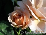 Julia's Rose Julia's Rose