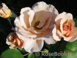 Julia's Rose Julia's Rose