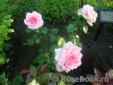 Home & Garden Home & Garden