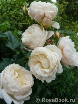 Uetersener Klosterrose Uetersener Klosterrose