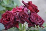 Black Baccara Black Baccara