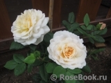 Crocus Rose® Crocus Rose®
