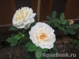 Crocus Rose® Crocus Rose®