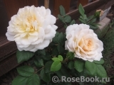 Crocus Rose® Crocus Rose®