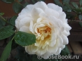 Crocus Rose® Crocus Rose®