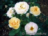 Rose de Gerberoy ® Rose de Gerberoy ®
