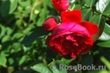 Florentina - Florentina -