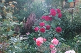 Rose des 4 Vents Rose des 4 Vents