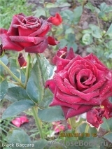 Black Baccara Black Baccara