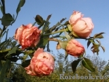 Barock Barock