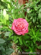 Johann Wolfgang von Goethe Rose® Johann Wolfgang von Goethe Rose®