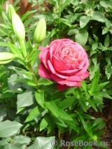 Johann Wolfgang von Goethe Rose® Johann Wolfgang von Goethe Rose®