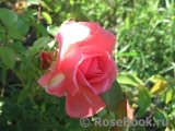 Rosanna Rosanna