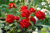 Glad Tidings Glad Tidings