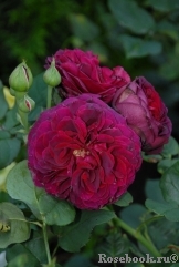 Astrid Grafin von Hardenberg Astrid Grafin von Hardenberg