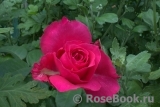 Vin Rose Vin Rose