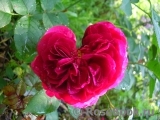 Darcey Bussell Darcey Bussell