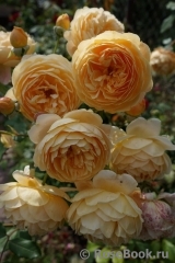 Crown Princess Margareta®