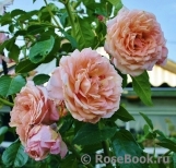 Barock Barock