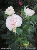 Mariatheresia Mariatheresia