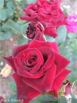 Black Baccara Black Baccara