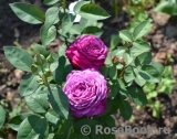 Heidi Klum Rose Heidi Klum Rose