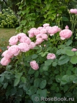 The Alnwick Rose The Alnwick Rose