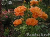 Westerland Westerland