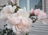 Generous Gardener, The Generous Gardener, The