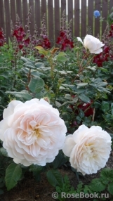 Crocus Rose® Crocus Rose®