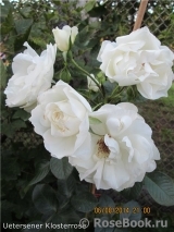 Uetersener Klosterrose Uetersener Klosterrose