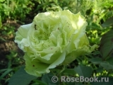Green Fashion® Green Fashion®