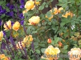 Lady of Shalott Lady of Shalott