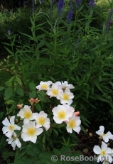 Rosalita Rosalita