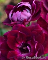 Burgundy Ice Burgundy Ice