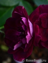 Burgundy Ice Burgundy Ice