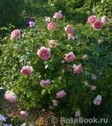 Abraham Darby Abraham Darby
