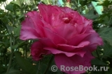 Vin Rose Vin Rose