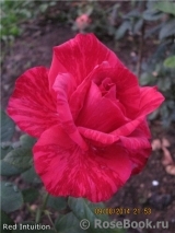 Red Intuition Red Intuition
