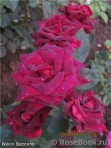 Black Baccara Black Baccara