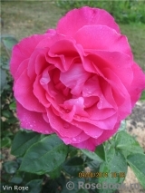 Vin Rose Vin Rose