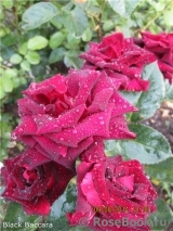 Black Baccara Black Baccara