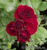 Red Sensation Red Sensation