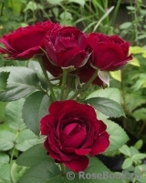 Red Sensation Red Sensation