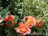 Lady of Shalott Lady of Shalott