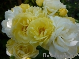Golden Border Golden Border