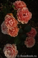 Ashram Ashram