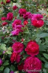 Darcey Bussell Darcey Bussell