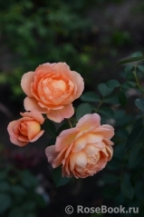 Lady of Shalott Lady of Shalott