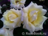 Wainwright Rose, The Wainwright Rose, The